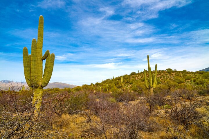 Saguaro NP and Mt. Lemmon Self Guided Driving Audio Tour Bundle - Photo 1 of 22